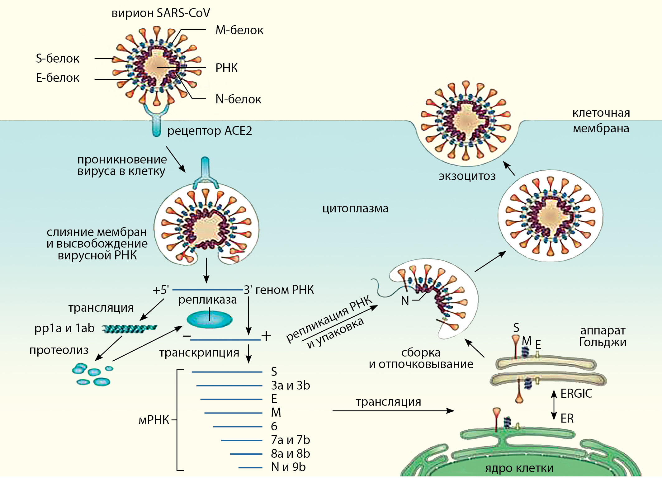 Рнк sars cov 2. Жизненный цикл коронавируса SARS-cov-2. Патогенез SARS-cov-2. Жизненный цикл вируса SARS cov 2. Строение вируса SARS-cov-2.