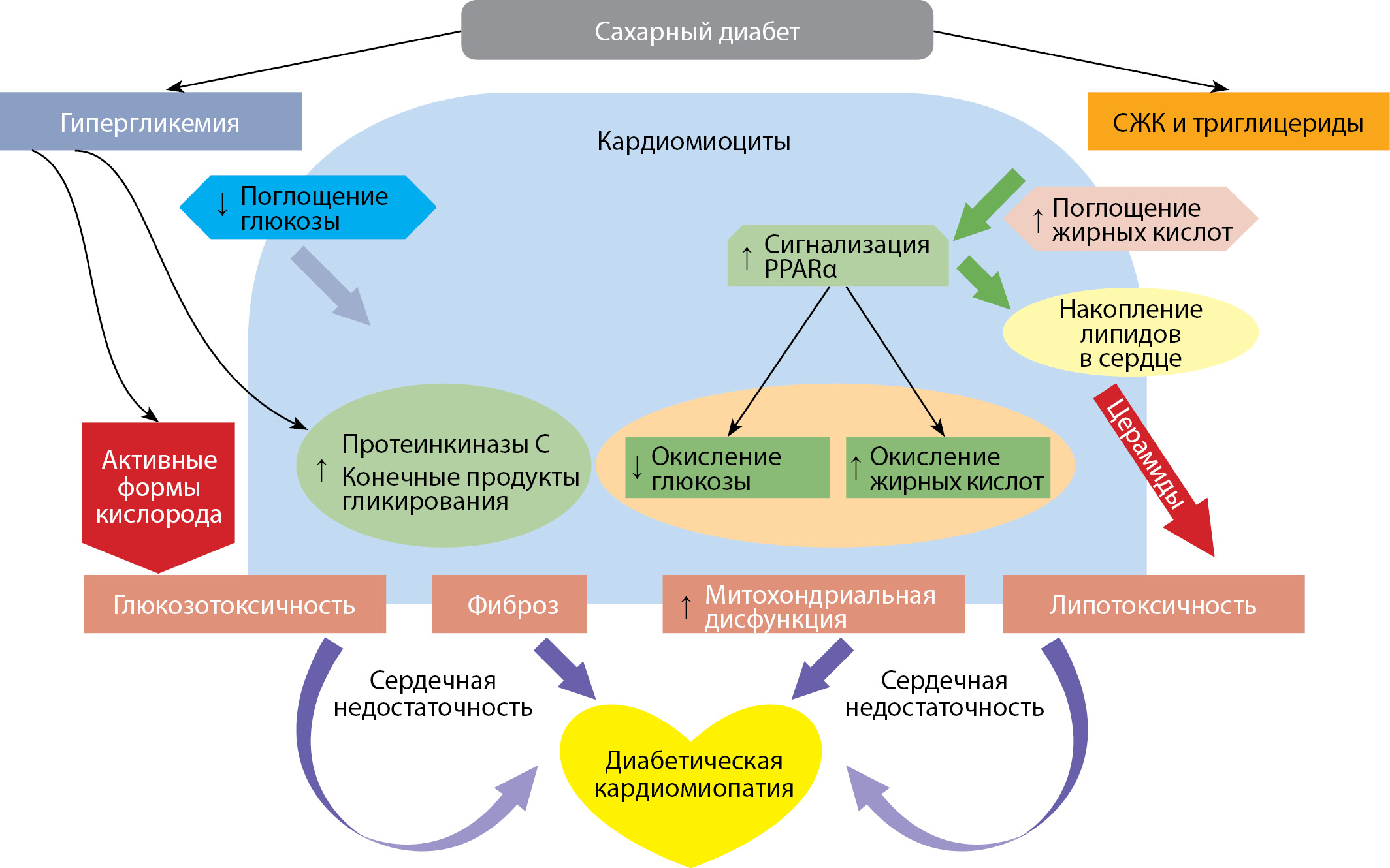 Диабет карта вызова. Диабетическая кардиомиопатия.