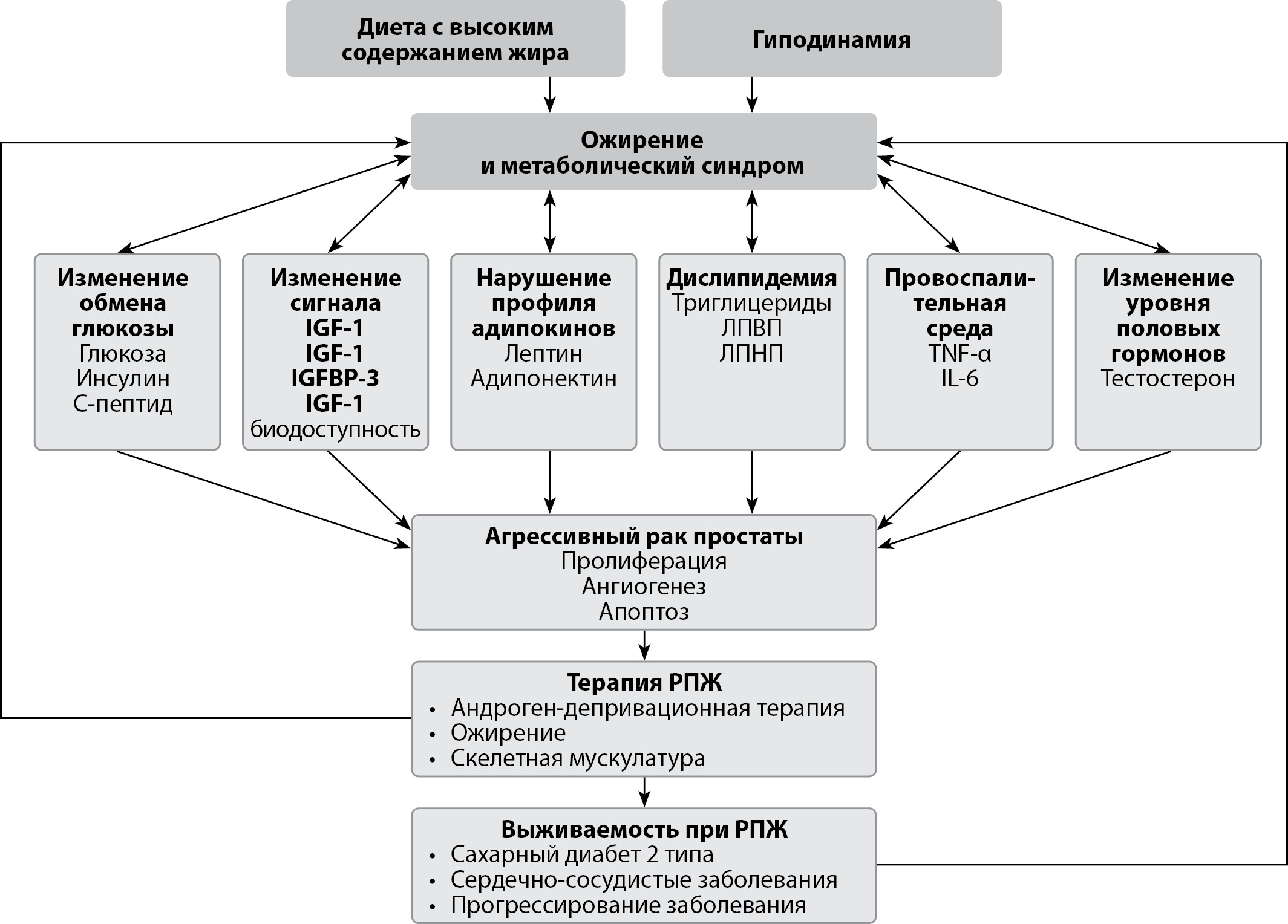 Анализ влияния стероидов на уровень инсулиноподобного фактора-3