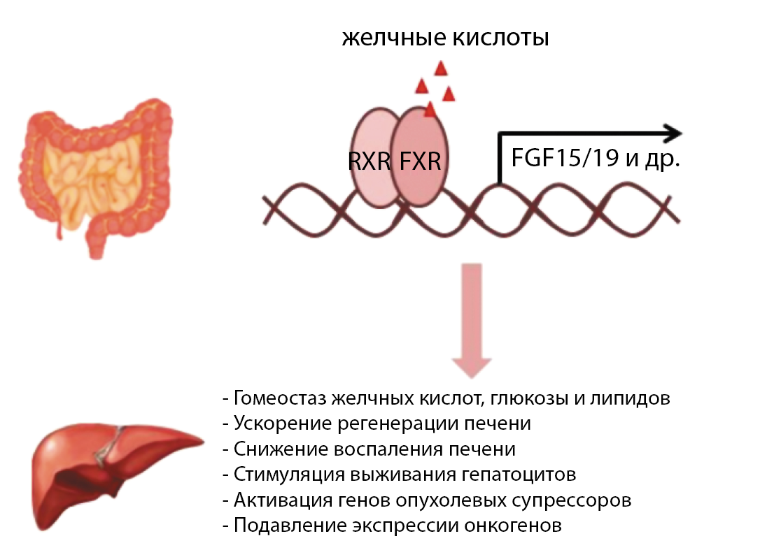 Желчные кислоты печени. Фарнезоидный х-Рецептор. Желчные кислоты и фарнезоидный Рецептор. FXR Рецептор. Изображение рецепторов печени.