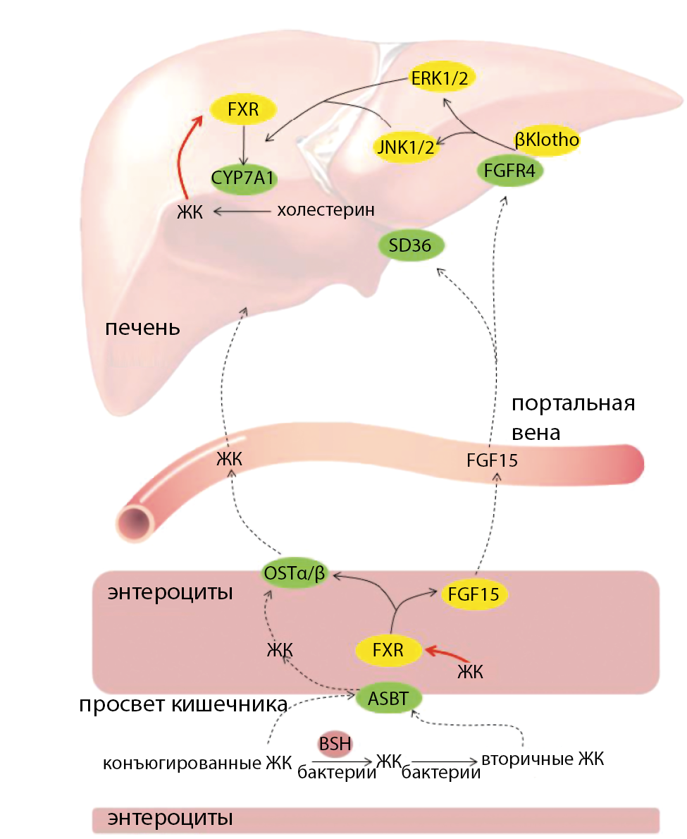 Очищение рецепторов. Метаболизм холестерина в печени. Транспорт холестерола из печени схема. Транспорт холестерола из печени к тканям. Рецепторы печени.